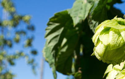 Hmelj (Humulus lupulus) Hmelj (Humulus lupulus)